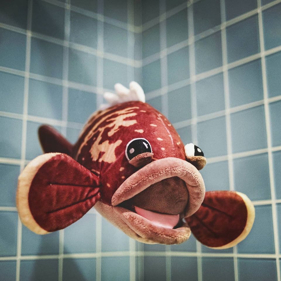 Mérou Tout Court – Image 2